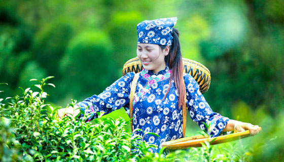 助農(nóng)有道，且看白族之鄉(xiāng)茶園好光景——“精準(zhǔn)扶貧十佳企業(yè)”湖南湘豐桑植白茶有限公司