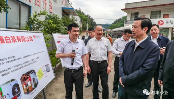 湖南省委副書(shū)記、省長(zhǎng)許達(dá)哲視察湘豐桑植白茶公司