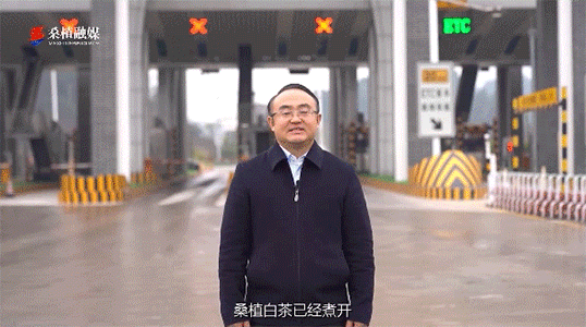 縣長(zhǎng)兩次喊話的背后，桑植白茶都是不可忽視的背景元素！
